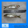 Suministro de conservas de sardina mejor congelados frescos en venta
